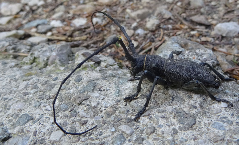 Morimus asper asper (m. e f.) Cerambycidae